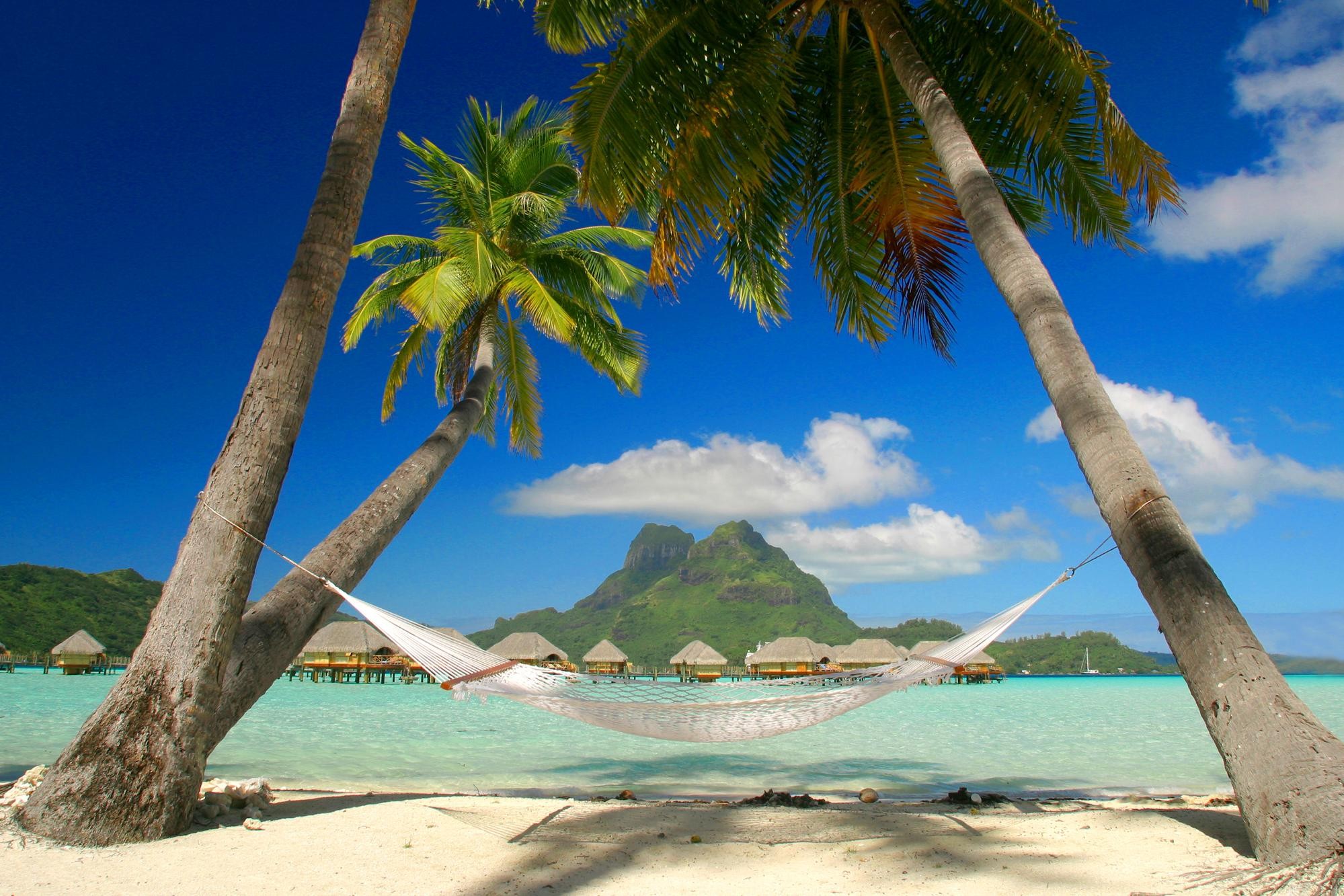 Tropical beach hammock scene