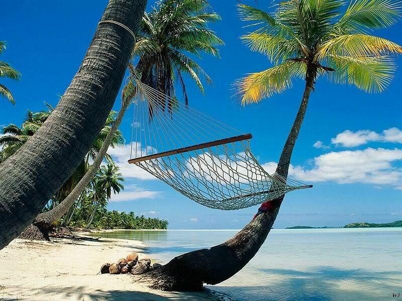 tropical beach hammock scene