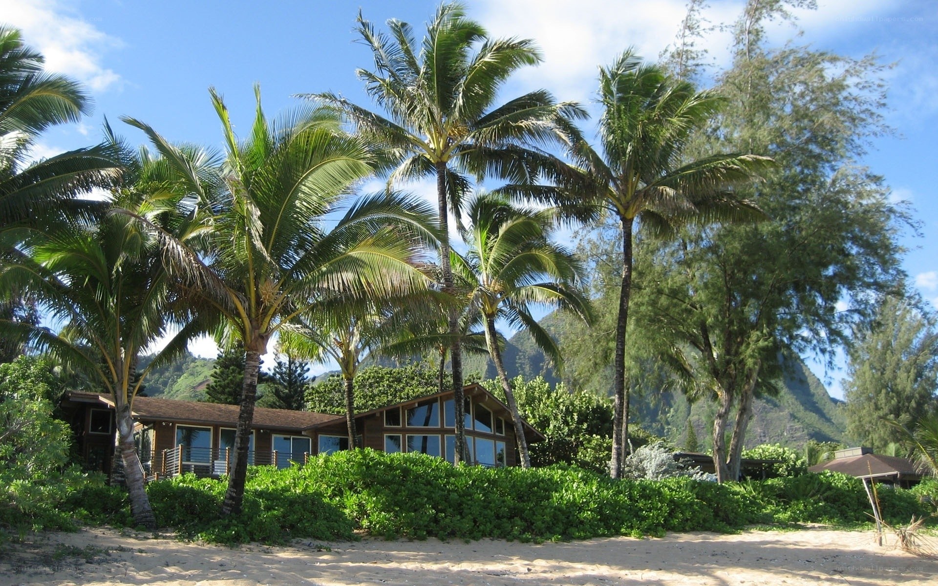 Tropical beach house with palm trees
