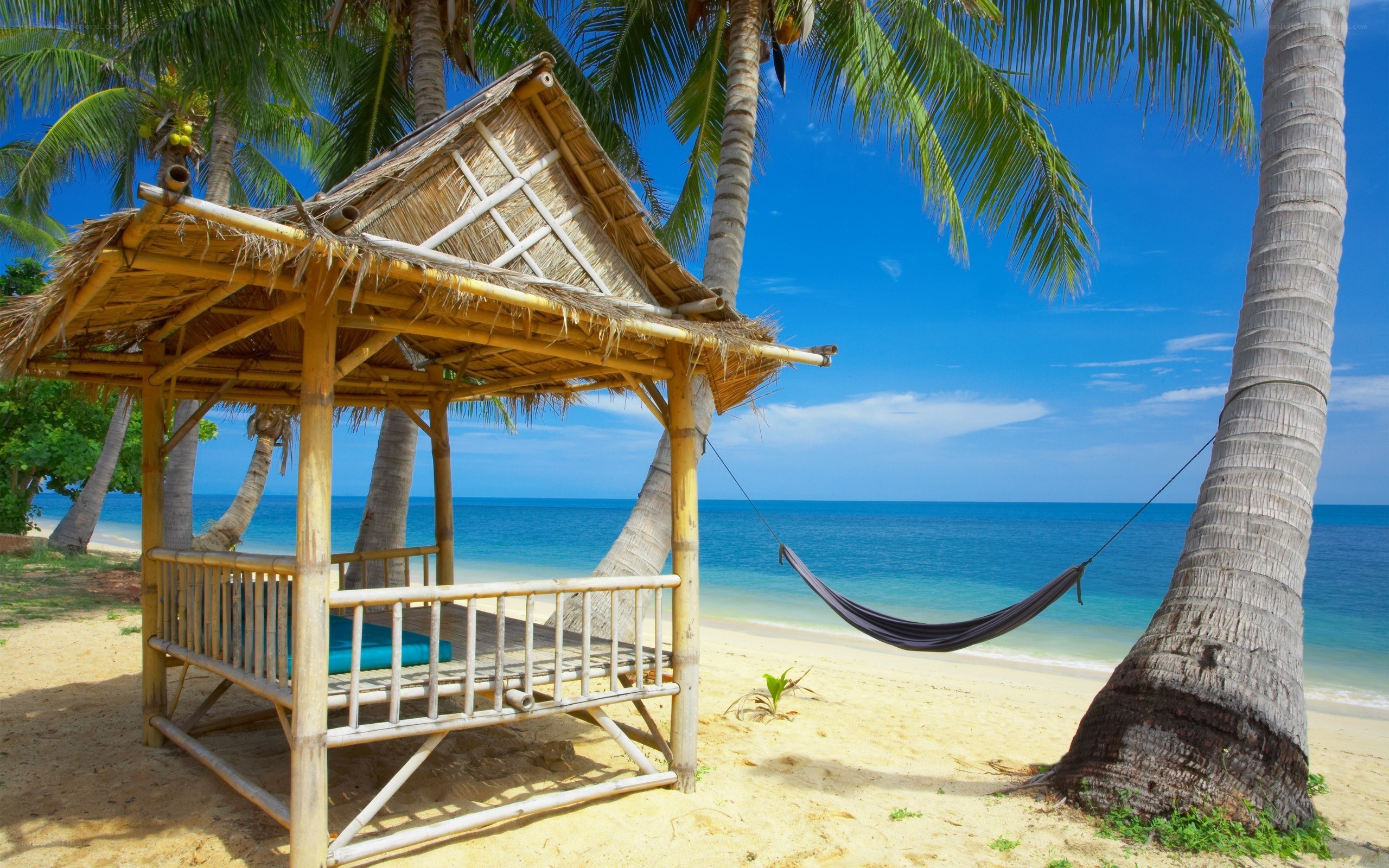 Tropical beach hut and hammock