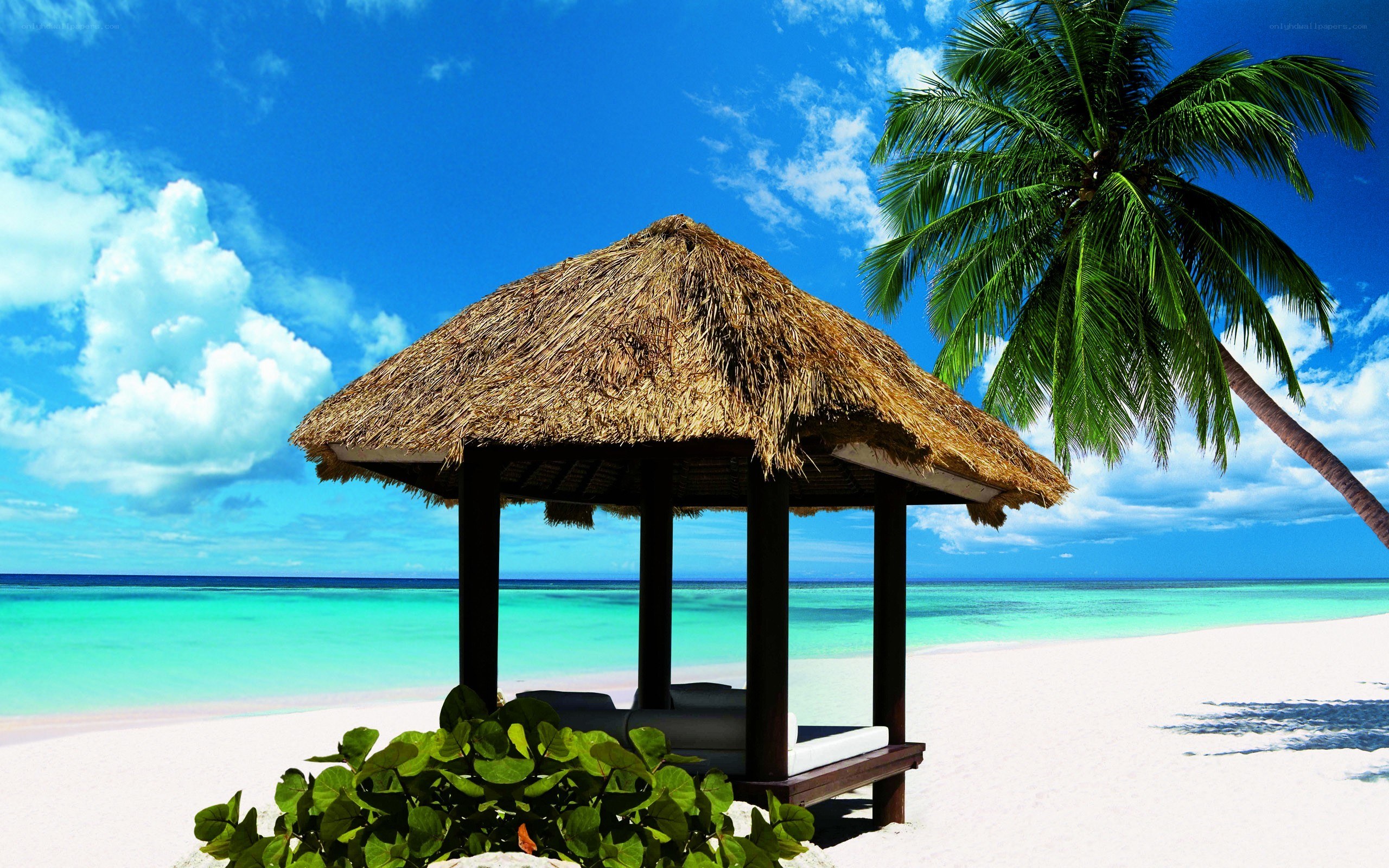 tropical beach hut with palm tree