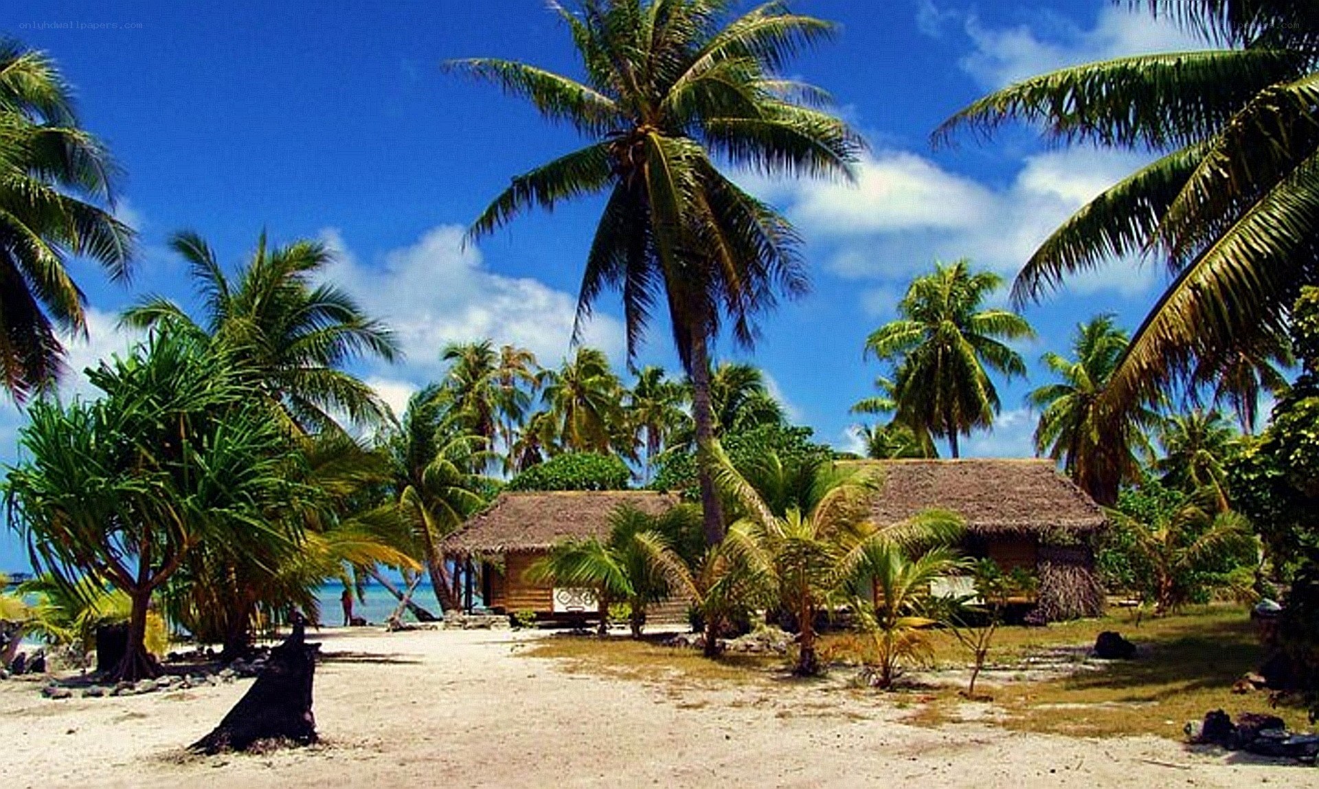 tropical beach hut with palm trees