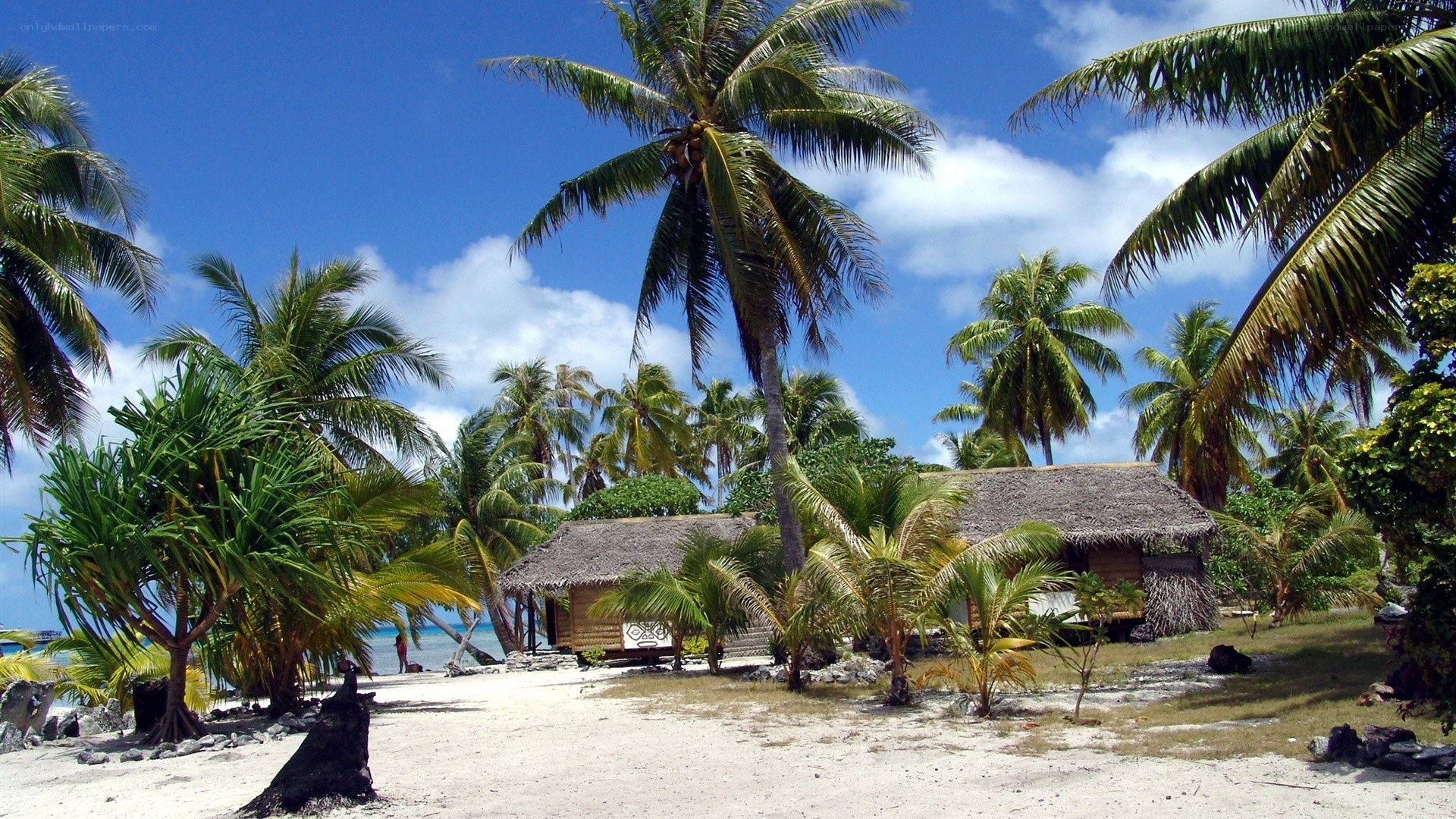 Tropical beach hut with palm trees