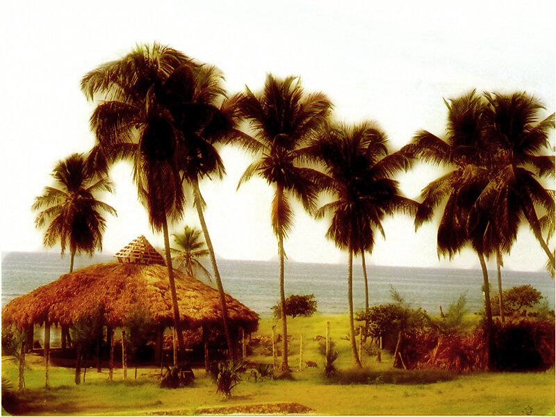 Tropical beach hut with palm trees