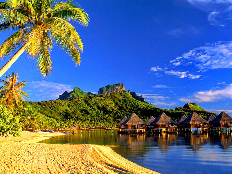 Tropical Beach Resort — Blue, Serene, Afternoon, Photograph, Palm Trees