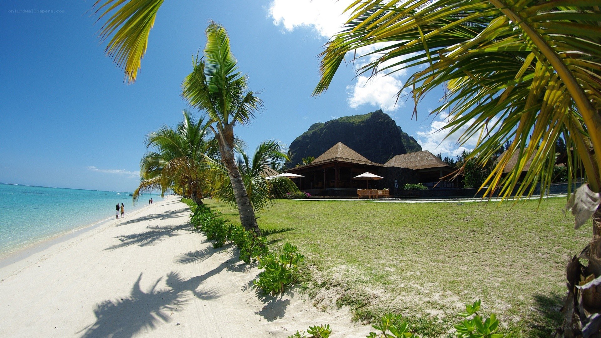 tropical beach resort with palm trees