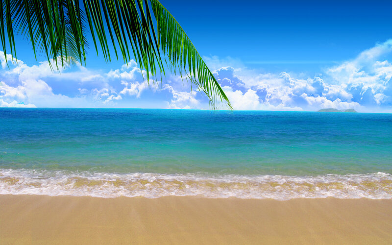 Tropical Beach Scene — Blue, Serene, Afternoon, Photograph, Palm Frond, Ocean