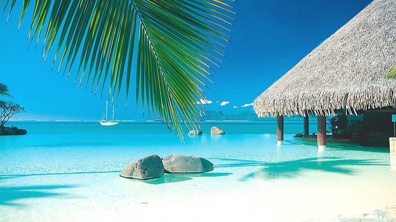 Tropical Beach Scene — Blue, Serene, Afternoon, Photograph, Palm Frond