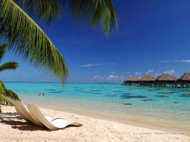 Tropical Beach Scene — Blue, Serene, Afternoon, Photograph, Palm Tree, Lounge Chairs