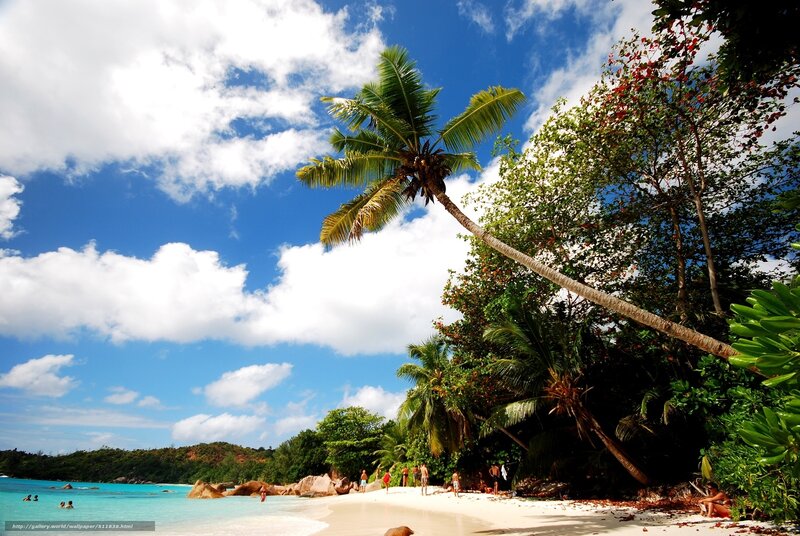 Tropical Beach Scene — Blue, Serene, Afternoon, Photograph, Palm Tree, Ocean, People