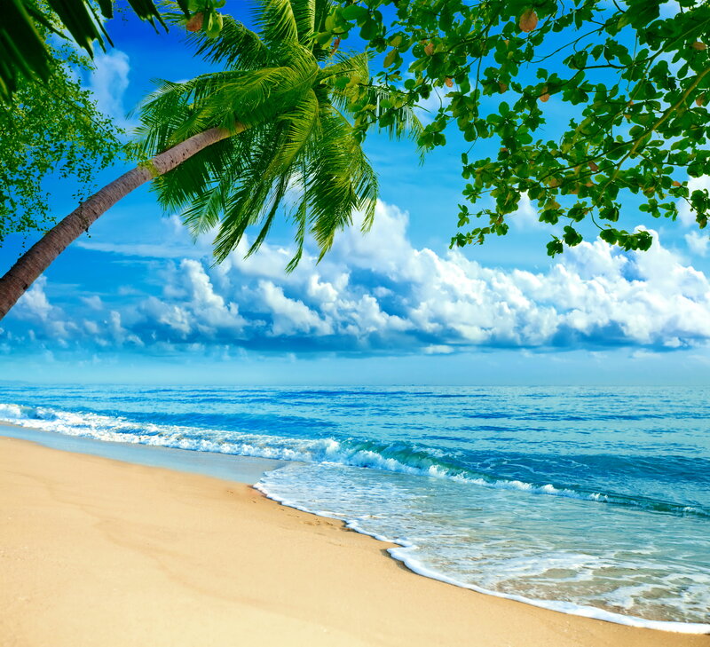 Tropical Beach Scene — Blue, Serene, Afternoon, Photograph, Palm Tree, Ocean, Sand, Clouds