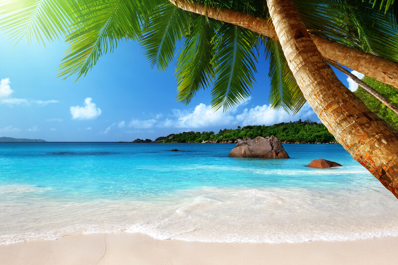 Tropical Beach Scene — Blue, Serene, Afternoon, Photograph, Palm Tree, Ocean, Sand
