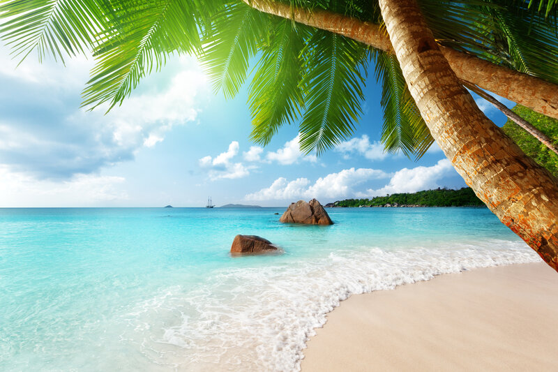 Tropical Beach Scene — Blue, Serene, Afternoon, Photograph, Palm Tree, Ocean