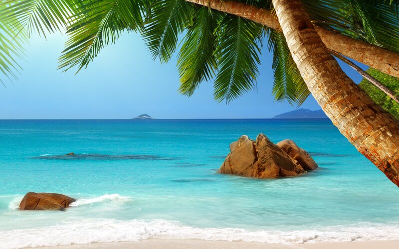 Tropical Beach Scene — Blue, Serene, Afternoon, Photograph, Palm Tree, Rocks, Ocean