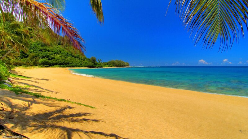 Tropical Beach Scene — Blue, Serene, Afternoon, Photograph, Palm Trees, Ocean, Sand