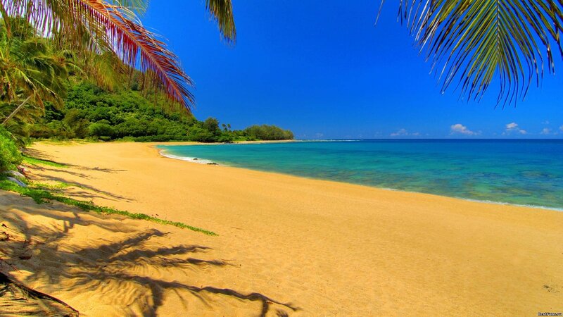 Tropical Beach Scene — Blue, Serene, Afternoon, Photograph, Palm Trees, Sand, Ocean