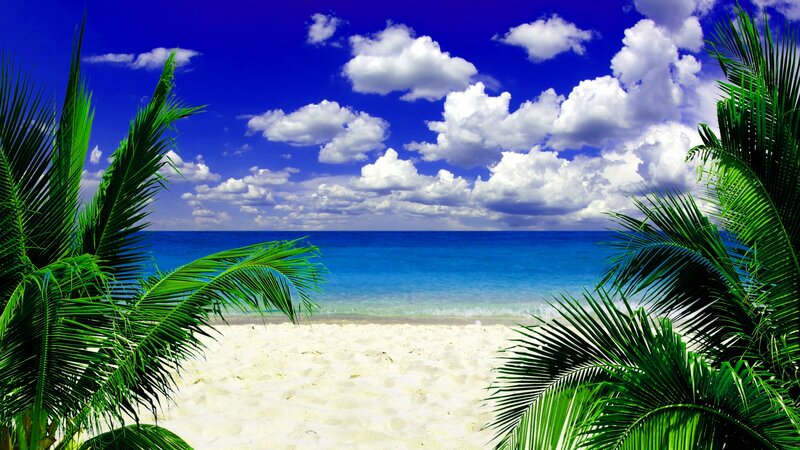 Tropical Beach Scene — Blue, Serene, Afternoon, Photograph, Palm Trees, Sand