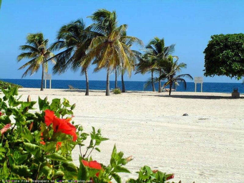 Tropical Beach Scene — Blue, Serene, Afternoon, Photograph, Palm Trees
