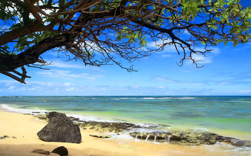 Tropical Beach Scene — Blue, Serene, Afternoon, Photograph, Tree