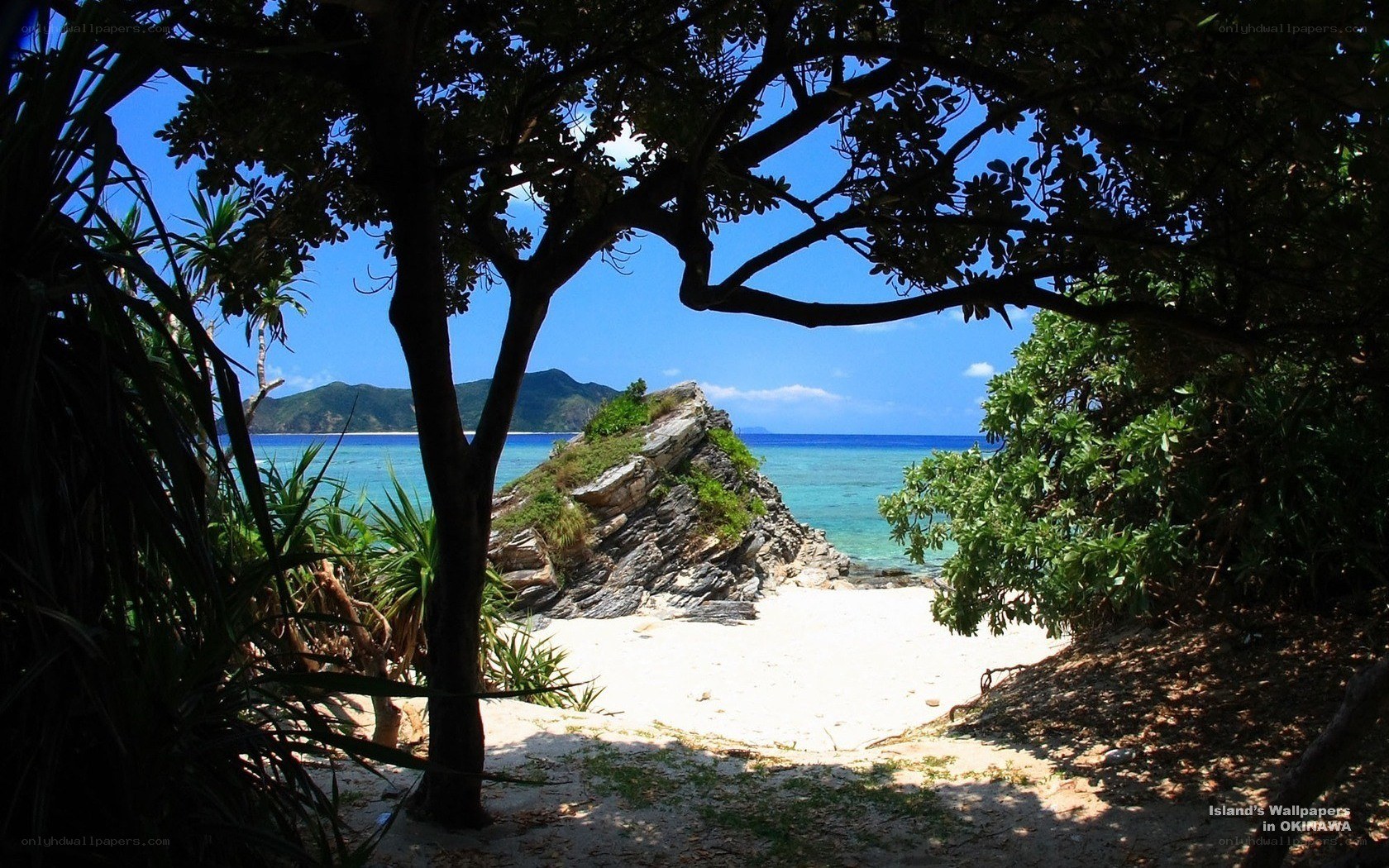 tropical beach through foliage