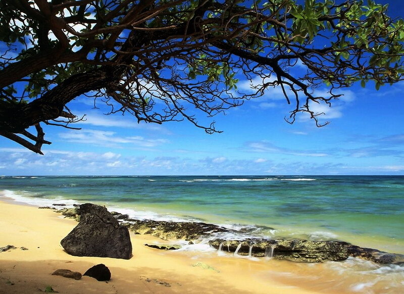 tropical beach under tree canopy