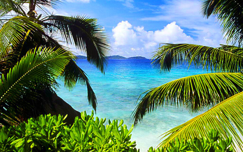 Tropical Beach View — Blue, Serene, Afternoon, Photograph, Palm Trees, Ocean, Islands