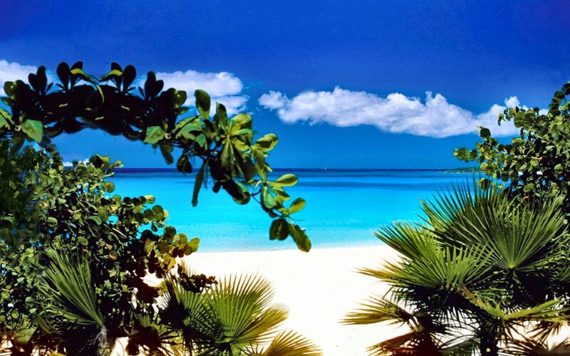 Tropical Beach View — Blue, Serene, Afternoon, Photograph, Palm Trees, Sand