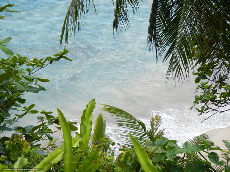 Tropical Beach View — Green, Serene