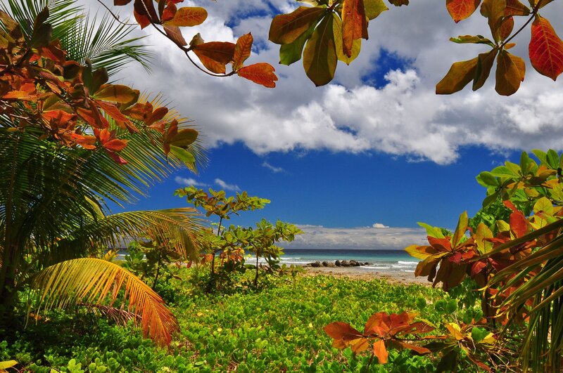 Tropical Beach View — Green