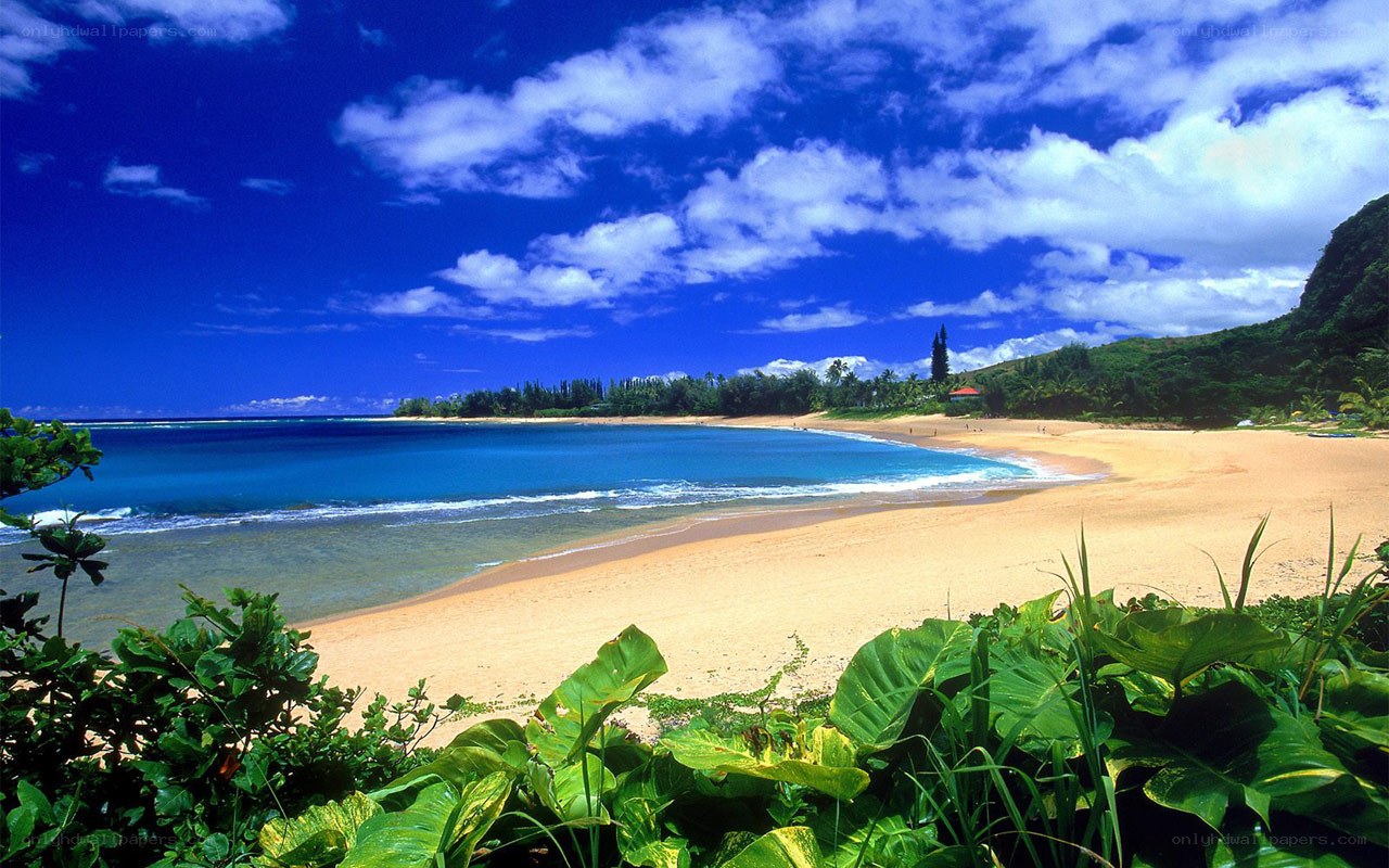 tropical beach with blue sky
