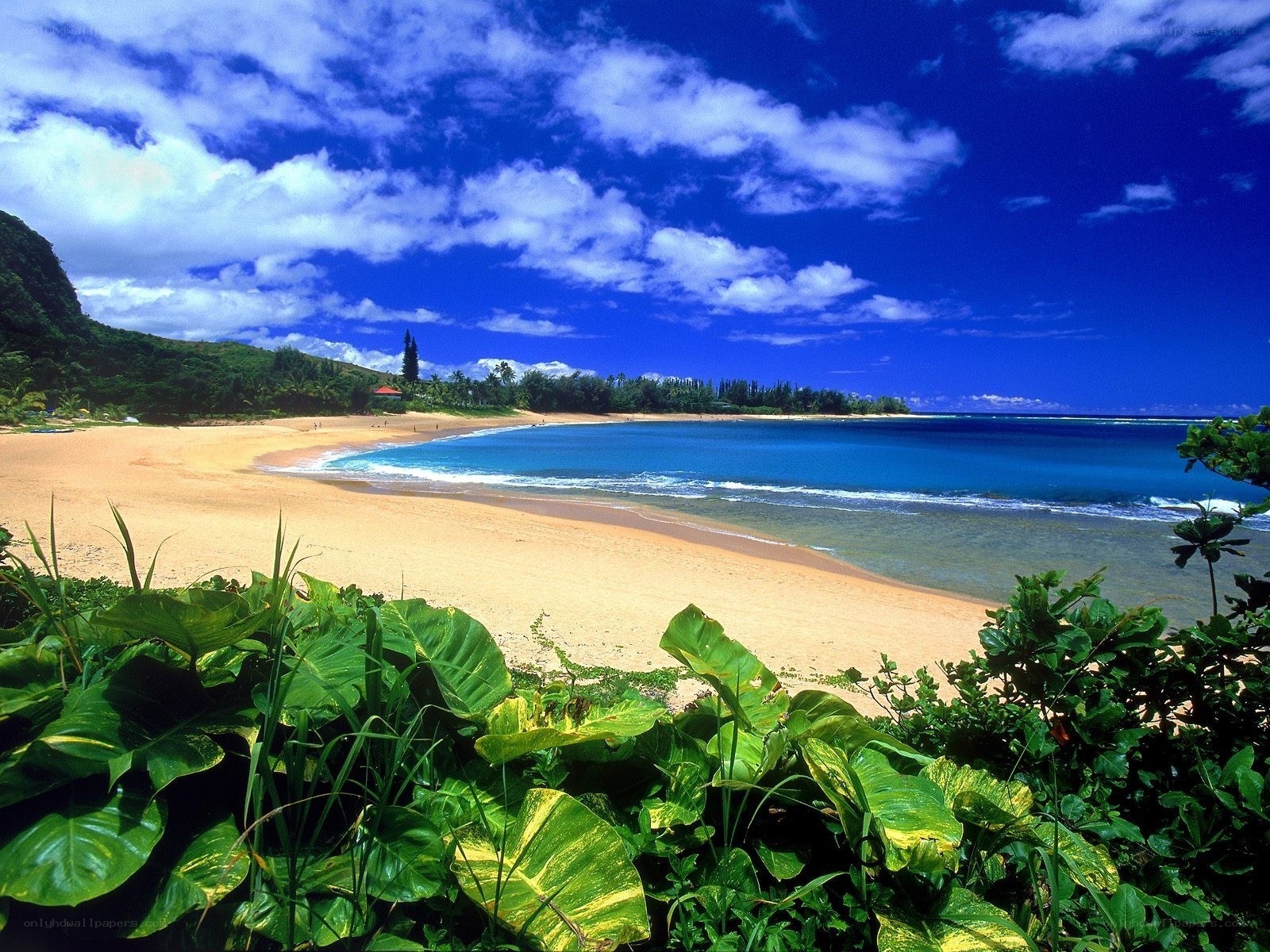 tropical beach with blue sky