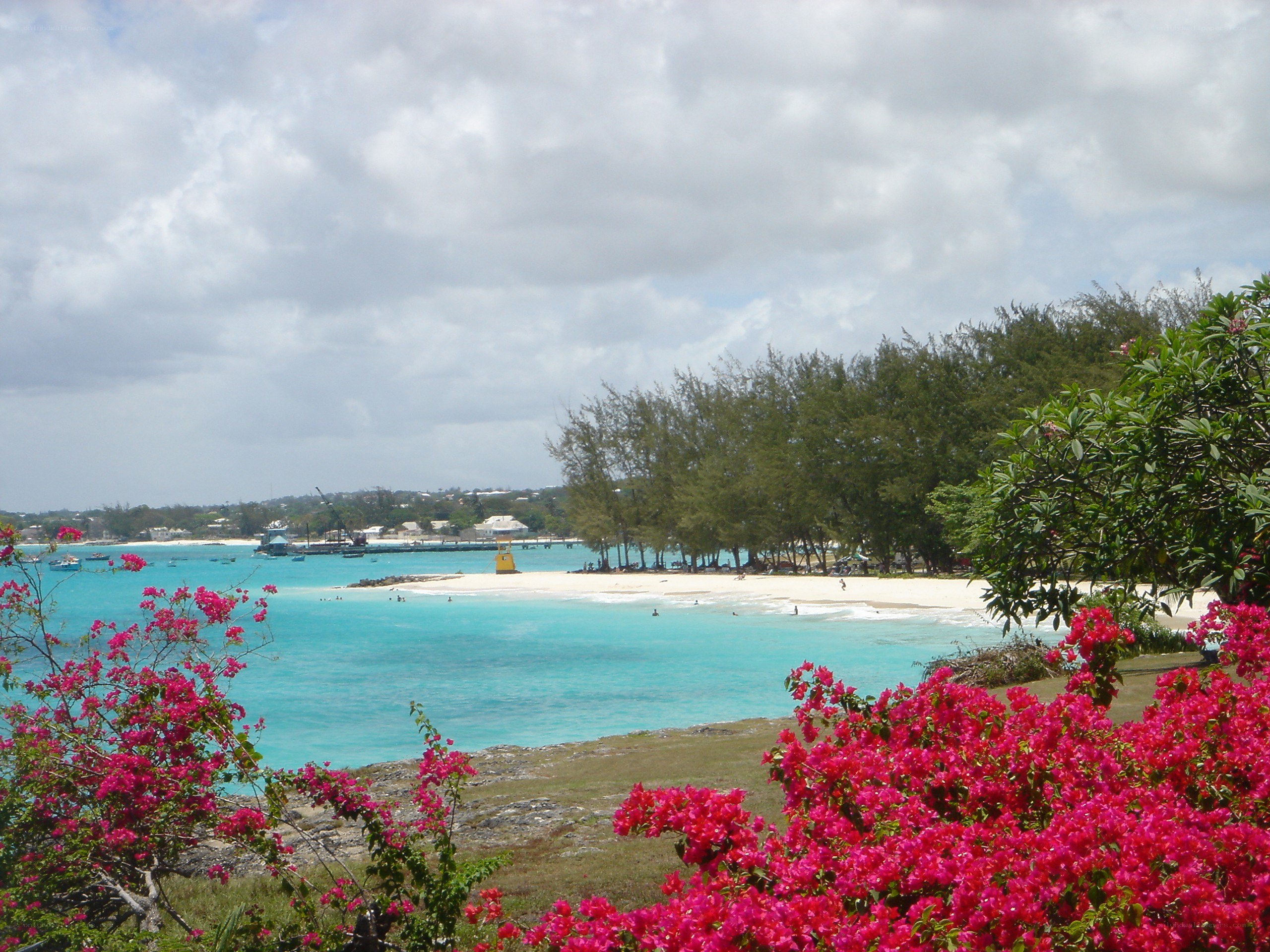 tropical beach with bougainvillea