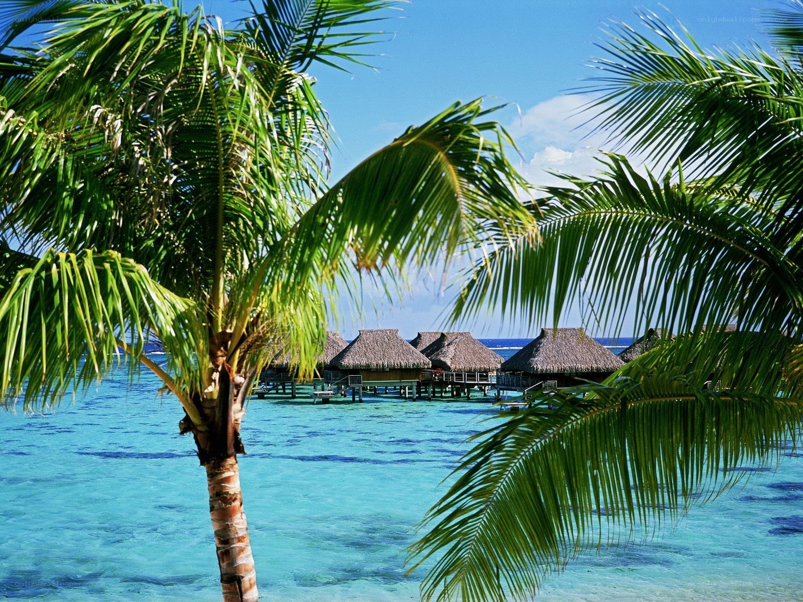 Tropical beach with bungalows