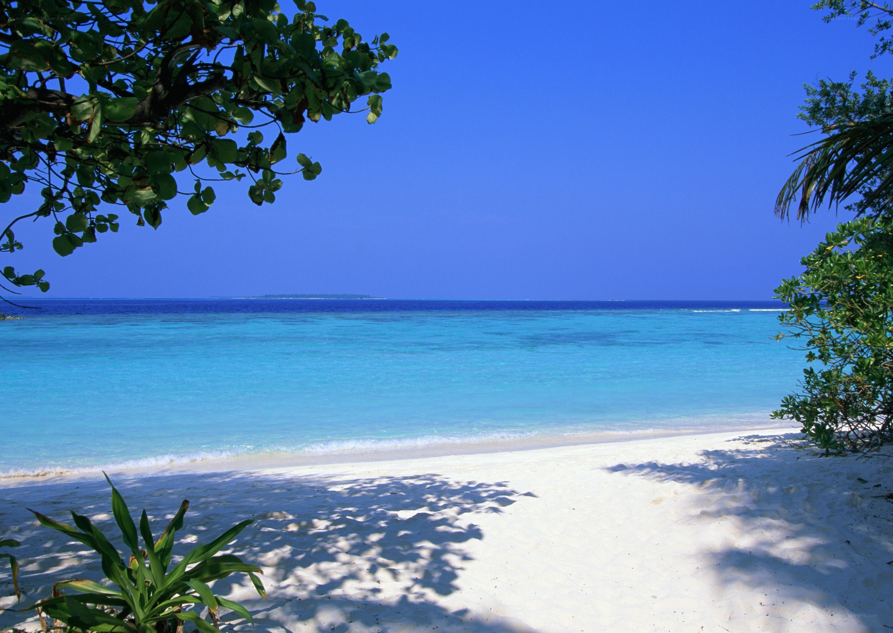 tropical beach with clear water