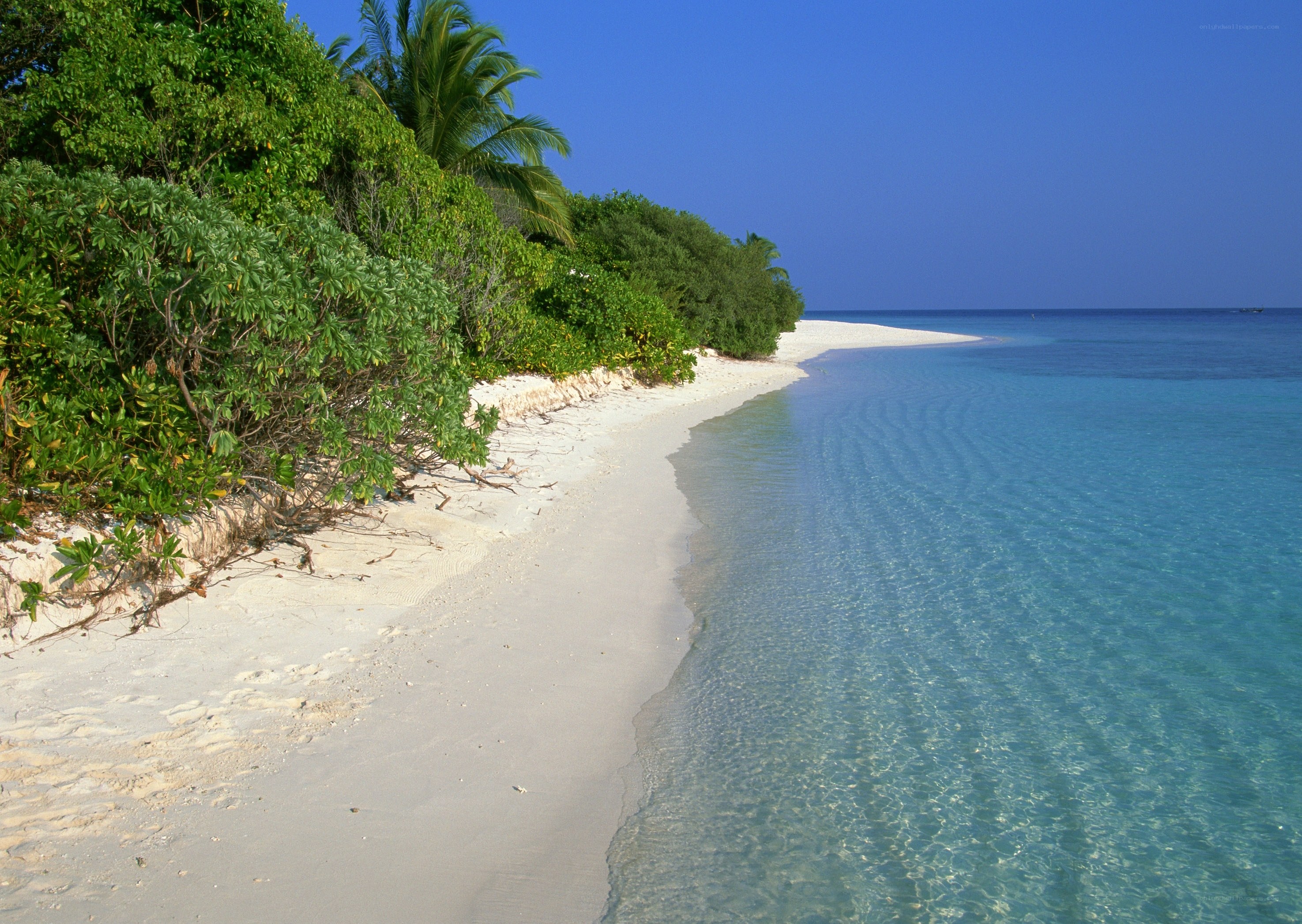 tropical beach with clear water