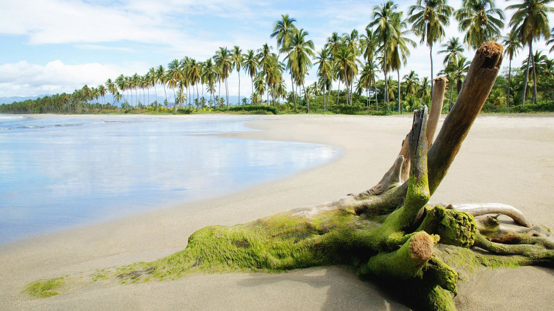 tropical beach with driftwood