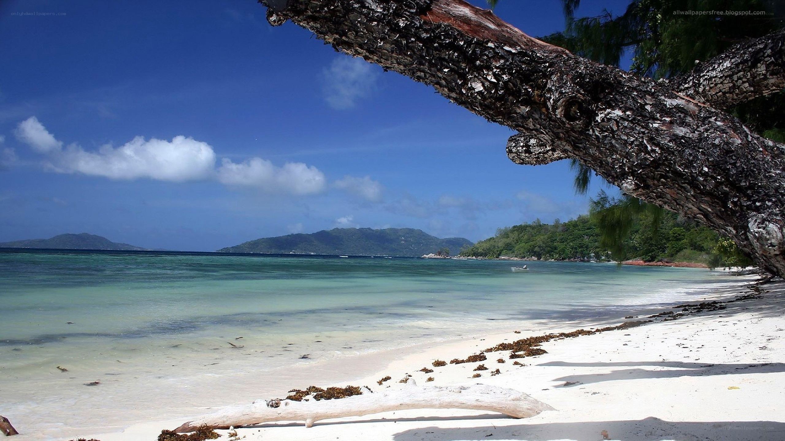 tropical beach with driftwood