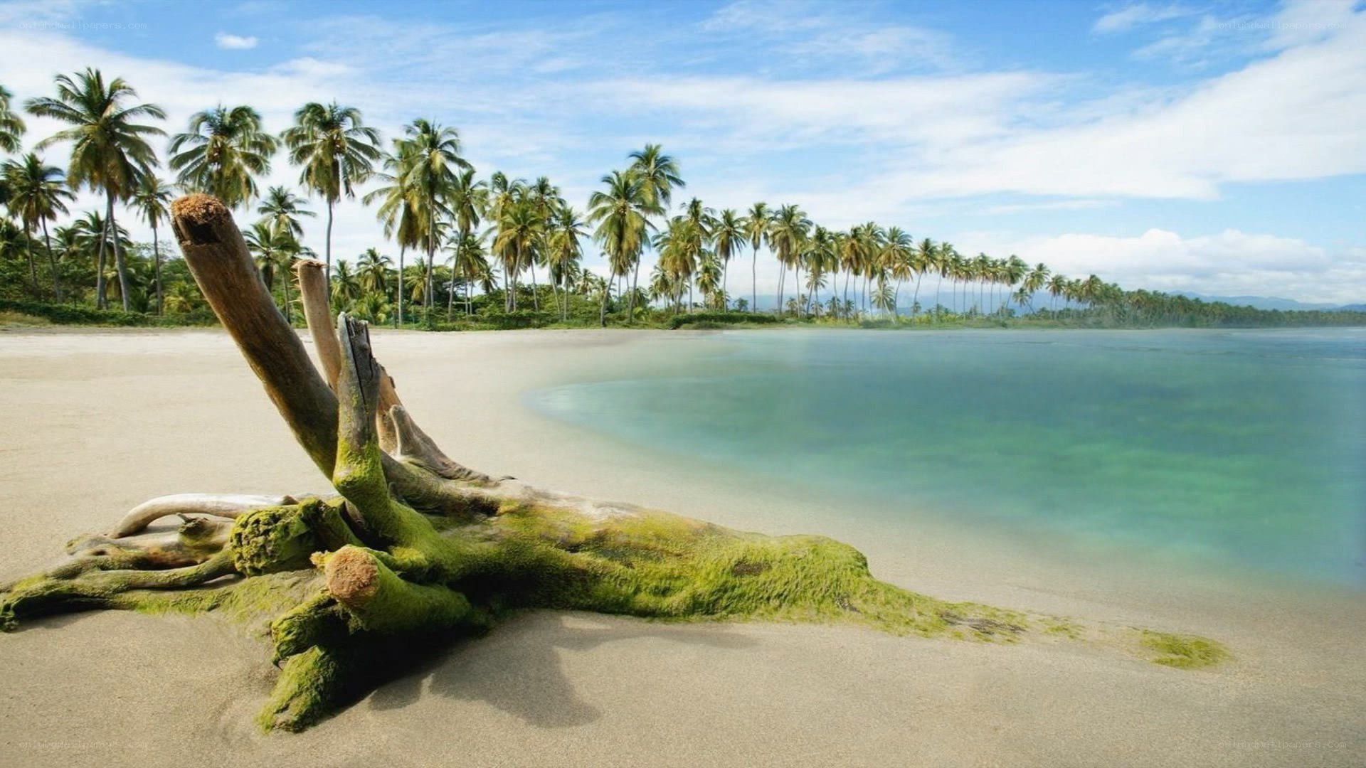 tropical beach with driftwood