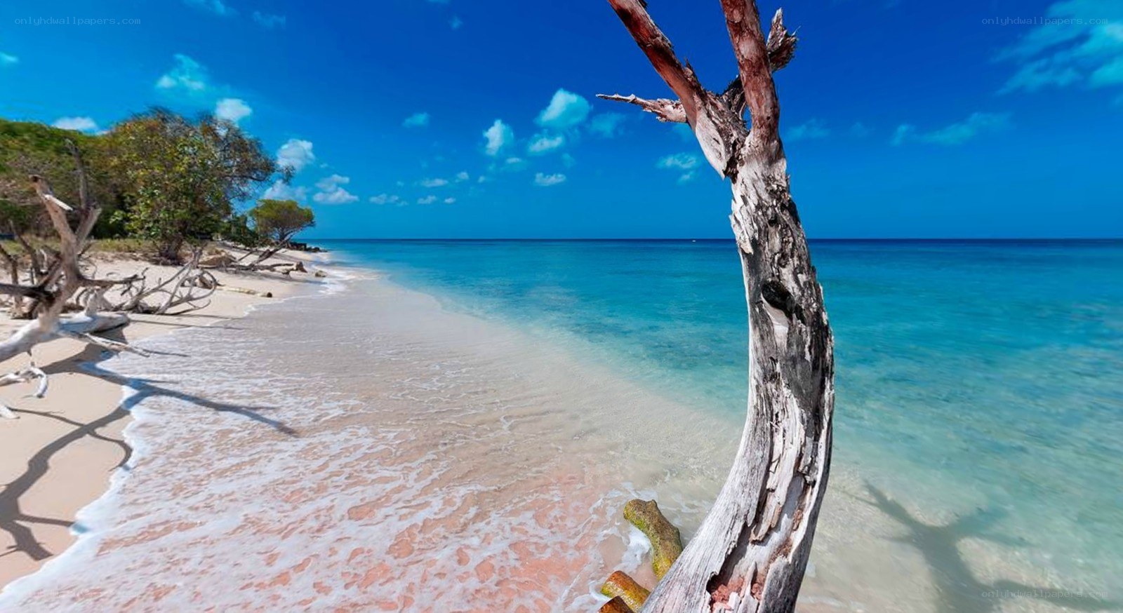 tropical beach with driftwood