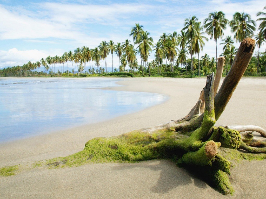 tropical beach with driftwood