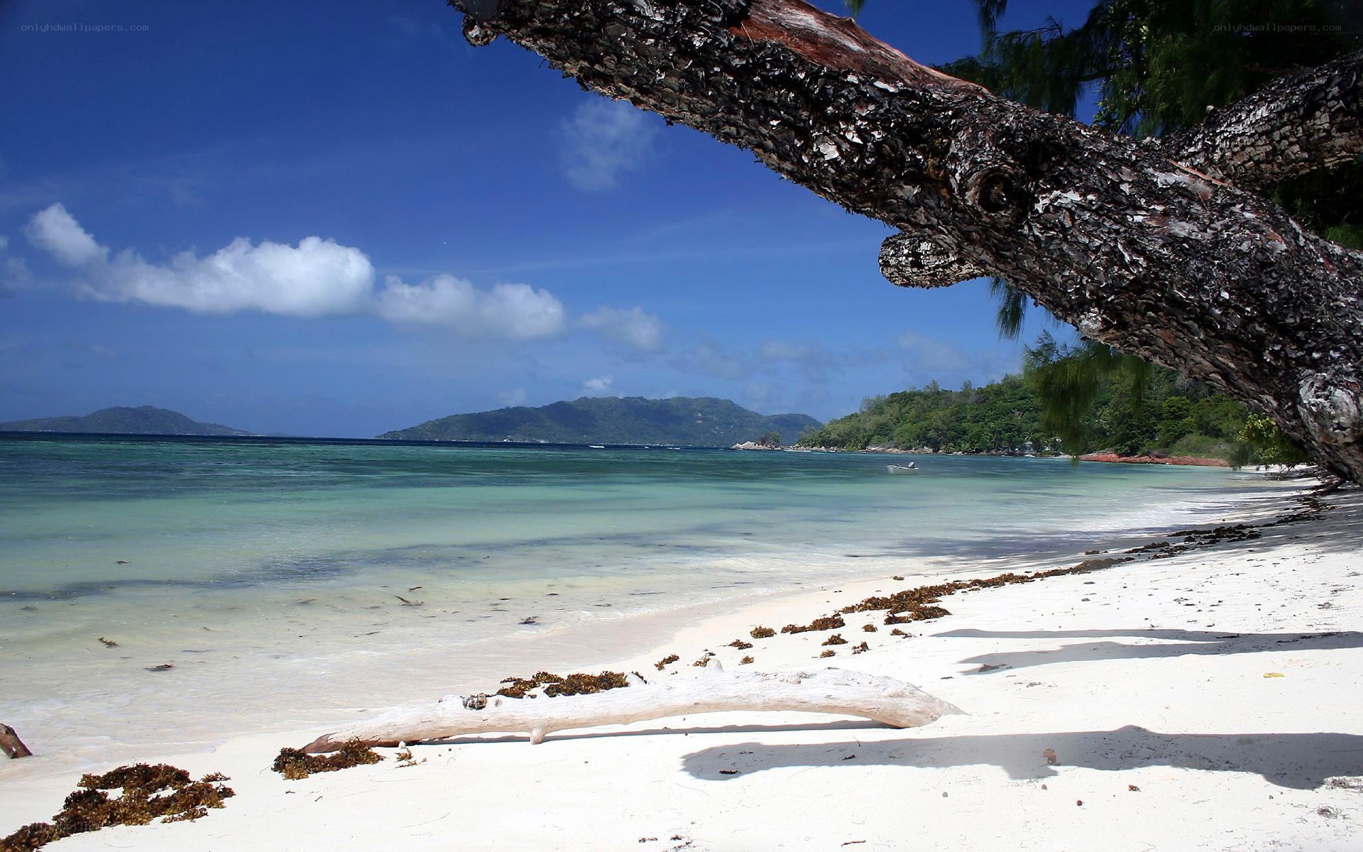 tropical beach with driftwood