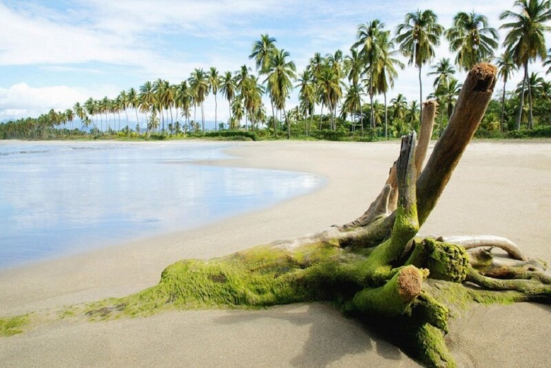 tropical beach with driftwood