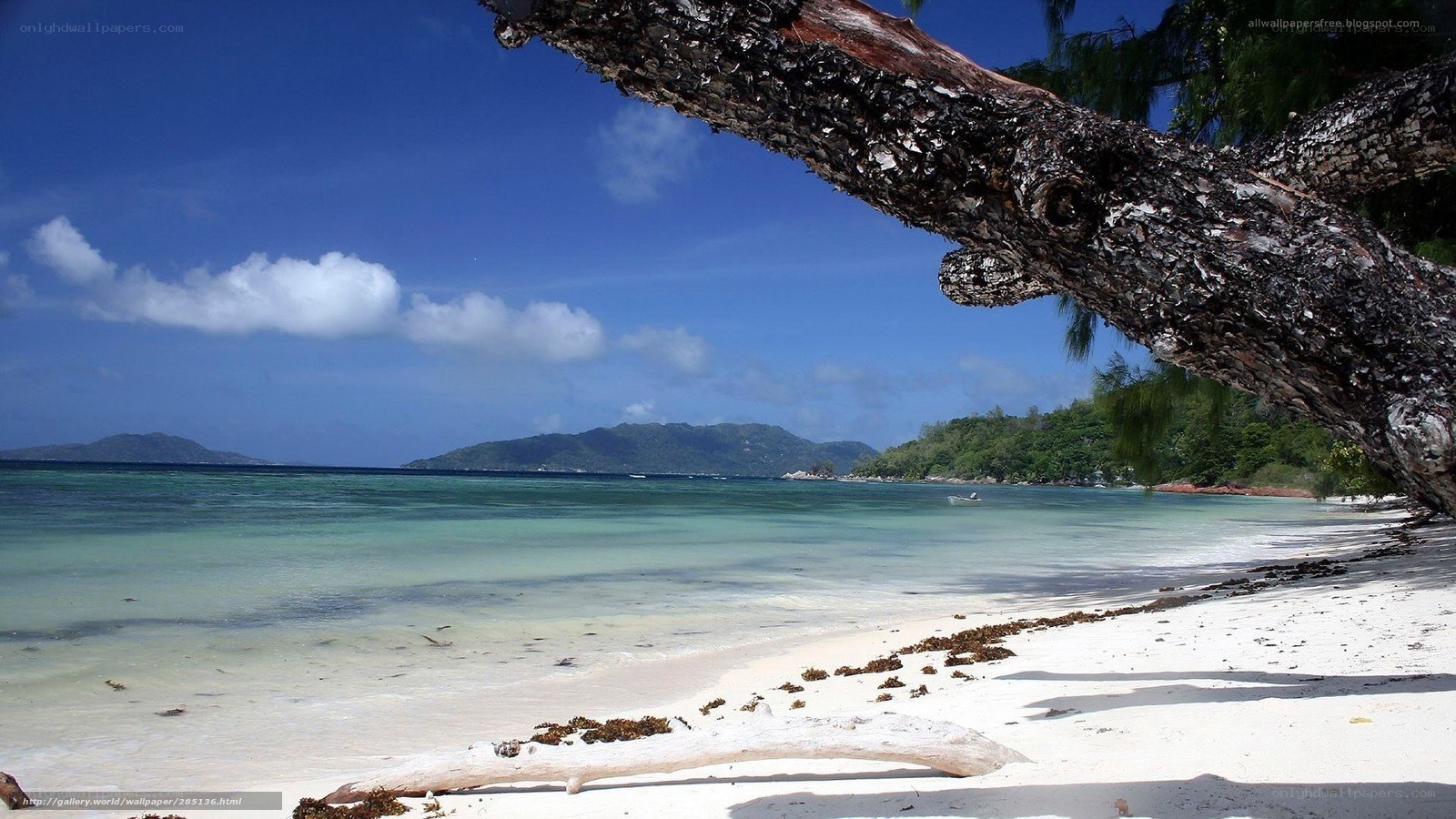 tropical beach with driftwood