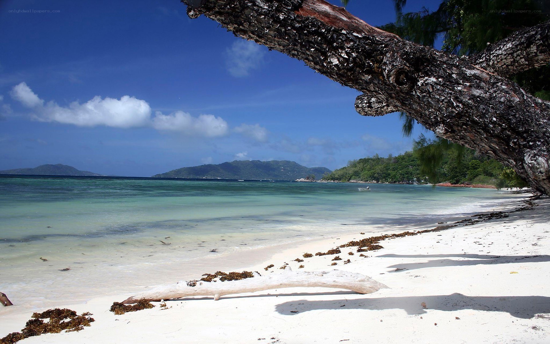 tropical beach with driftwood