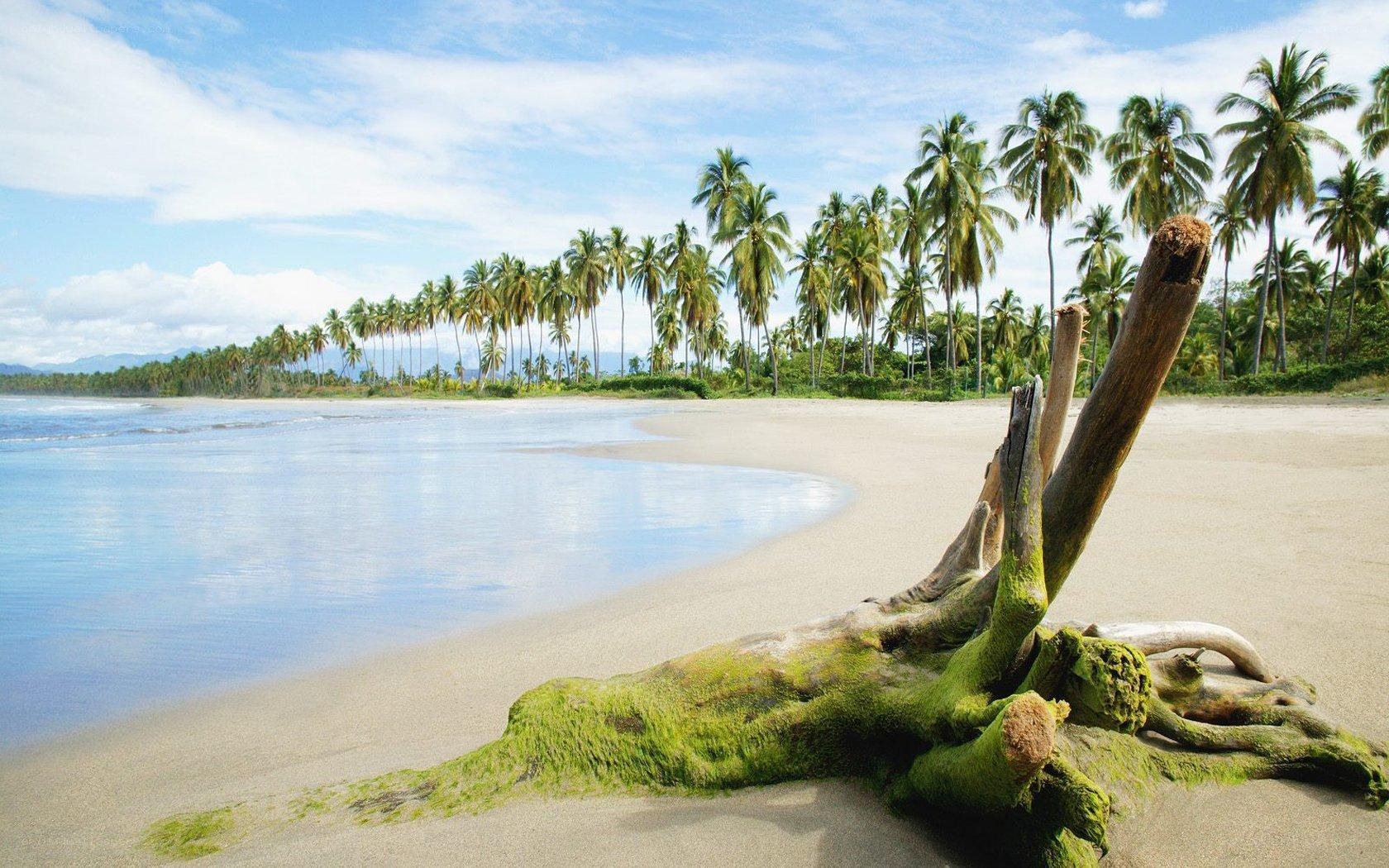 tropical beach with driftwood