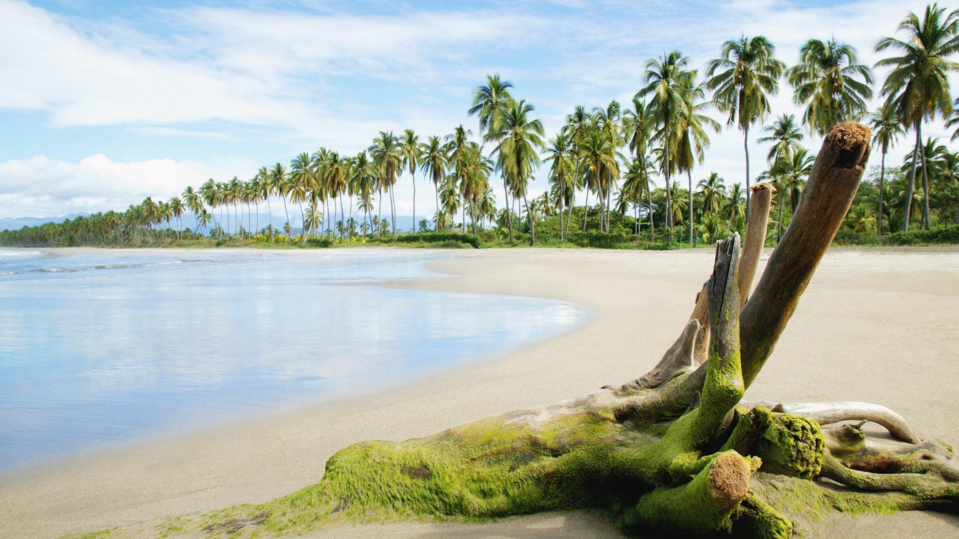 tropical beach with driftwood