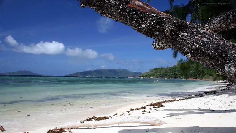 Tropical Beach with Driftwood — Blue, Serene, Afternoon, Photograph, Tree Branch