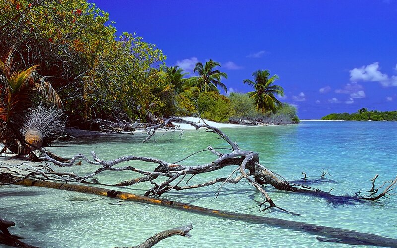 Tropical Beach with Driftwood — Blue, Serene, Afternoon