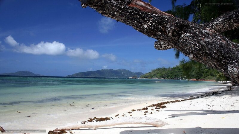 Tropical Beach with Driftwood — Blue, Serene
