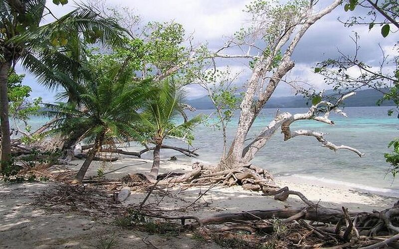 Tropical Beach with Driftwood — Green